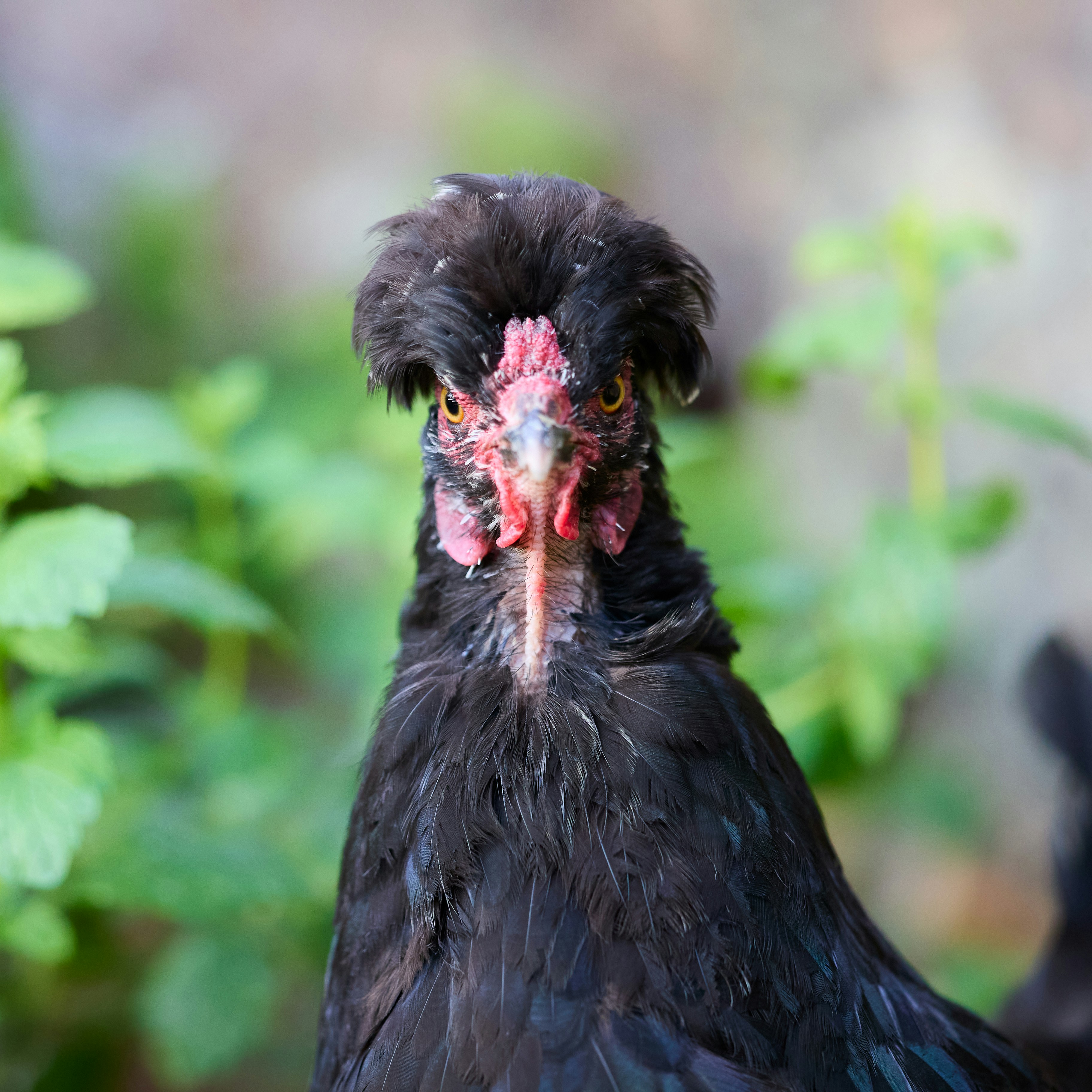 A portrait of a black-crested chicken looking directly at the camera.