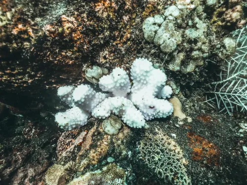A close-up of a bleached part of a coral reef.